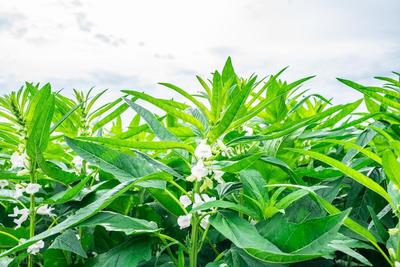 农村冷门致富新选择 工业植物提取的隐藏宝藏