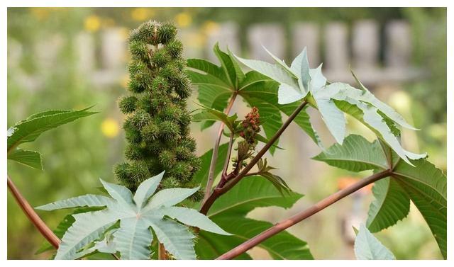 蓖麻 被误解的“工业血液”，岂能以貌取之？