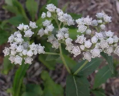 盘点以“鸡”为名的植物 工业提取中的“鸡”群奇观