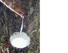 工业原料植物 树脂植物的提取与应用