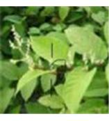 植物提取物公司 植物提取物企业 植物提取物供应商 第4页