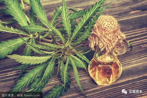 云南工业大麻产业 绿色经济新引擎的崛起与展望